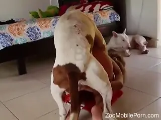 Blonde wife with huge tits tries dog's dick like a slut