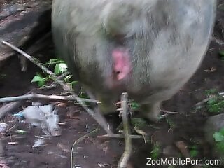 Man fucks pig's pussy and ass in loud POV zoophilia