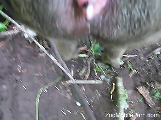 Man fucks pig's pussy and ass in loud POV zoophilia