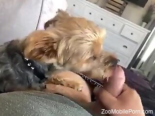 Aroused man lets curious dog lick his erect cock on cam