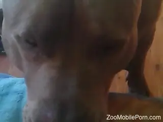 Dog licks woman's wet pussy in the kinkiest perversions