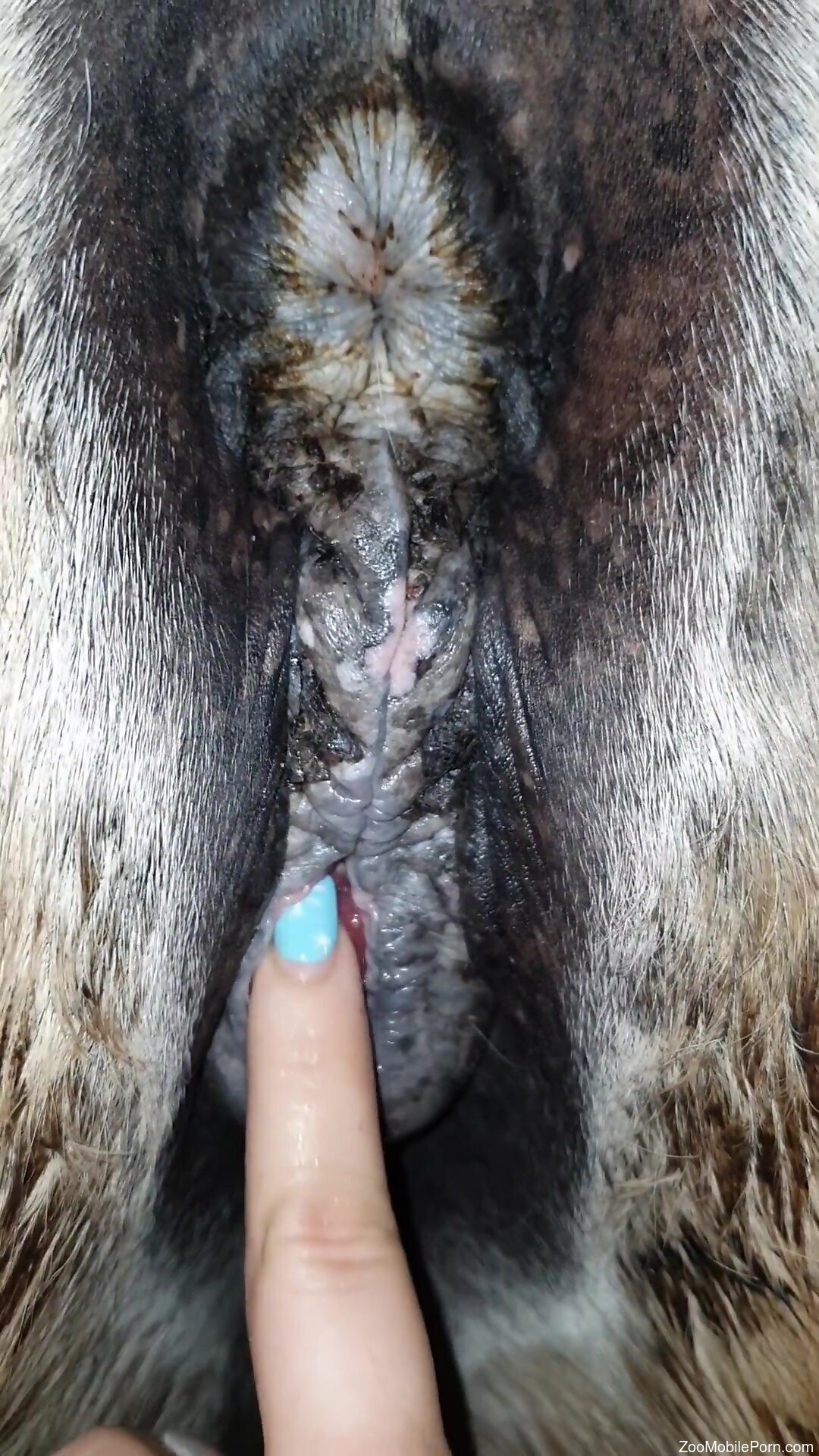 Aroused woman fingers the horses pussy in a dirty cam play