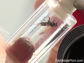 Sexy blonde masturbates while putting bees on her hard nipples