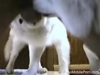Puppy licks man's erect dick in ways that make him come