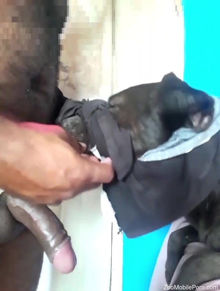 Horny man roughly fucks a small dog in the ass and pussy      