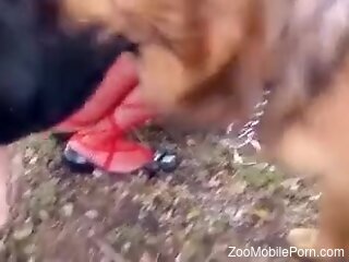 Sensual woman lands dog's tasty dick hard in both her holes