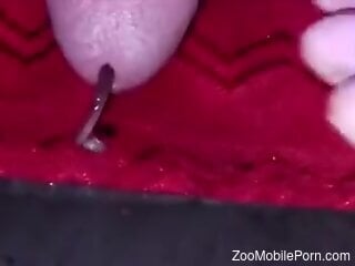 Horny man gets excited by putting worms in his erect cock