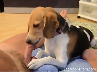 Dog stimulates man by licking his dick and sniffing his balls