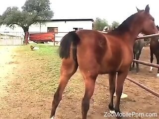 Horses trying to fuck make horny zoo porn lover intrigued