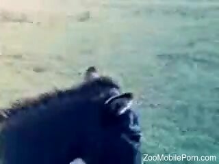 Amateur dude fucks a donkey in the ass and gets filmed