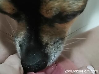 Steamy moments a dog licks her fresh pussy and ass