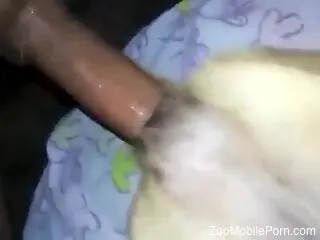 Horny dude ass fucks little dog and comes inside it