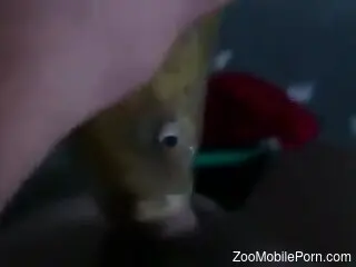 Man jerks off by pushing his dick in a fish mouth