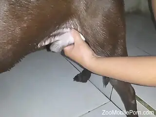 Curious woman plays with the dog's dick a bit too slutty