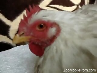 insolent man fucks furry farm chicken and comes inside it