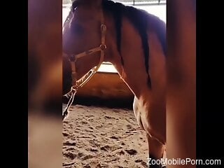 Amateur sluts provide best horse blowjob compilation