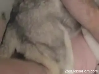 Man penetrates dog in the ass and pussy during home perversions