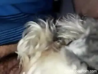 Naked amateur woman enjoys sex with her dog in homemade XXX