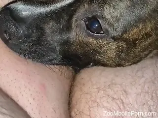Dog engulfs man's erect penis during a naughty jerk off tryout