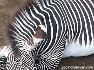 Man craves the zebra's dick once he sees it hanging like that
