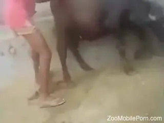 Amateur dude gets filmed in public trying to ass fuck a cow