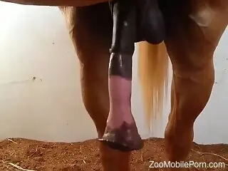 Horny male likes to admire this horse penis and dream about it