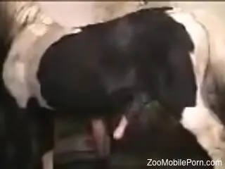 Horse destroys mature woman's pussy in rough positions