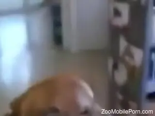 Home alone teen filmed when she makes out with the dog