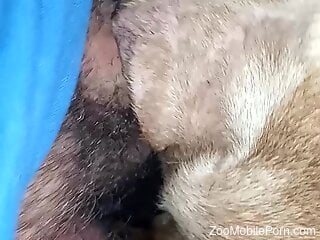 Horny man deep fucks dog in crazy positions