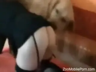 Tanned woman feels dog's entire dick in her fresh holes