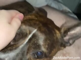 Dog makes horny man moan a lot in stunning POV rounds