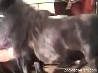 horse fucks mature woman in the pussy and comes on her
