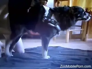 Horny man plays with his dog in very sexual cam perversions