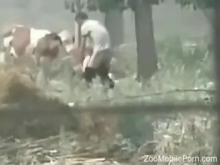 Amateur man filmed in secret when he deep fucks cows at the farm