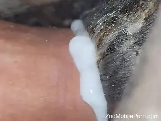 Horny man inserts his over sized cock in a small dog pussy