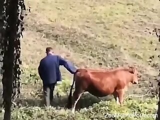 Horny man gets filmed in secret when he deep fucks a cow