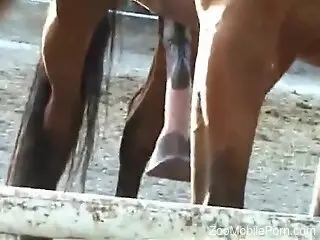 Horny zoophilia porn lover wants to try this big beast