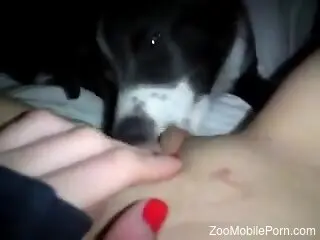 Dog licks woman's shaved pussy until she comes big time