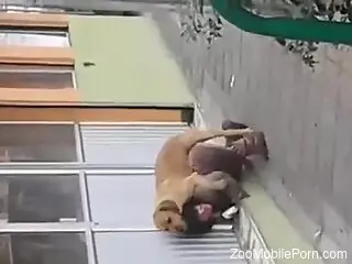 Woman gets filmed in public when a dog fucks her ass