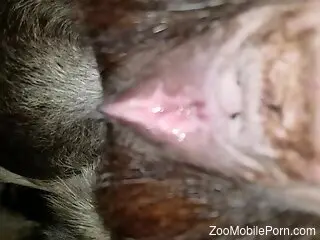 Dude hard fucks horse in the pussy and records himself