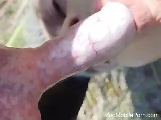 Attractive woman throats the dog's cock in outdoor fetishes