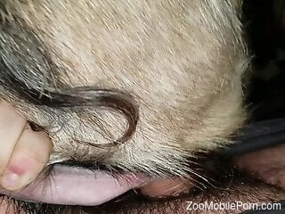 Aroused man jerks off and fucks his dog in a POV cam fuck