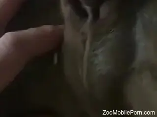 Kinky bestiality taking place in the darkness