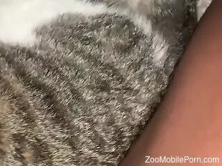 Horny male inserts his dick in the cat's pussy while on cam