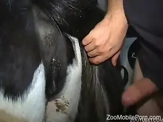 Naughty zoophile is having wild fuck with a horse