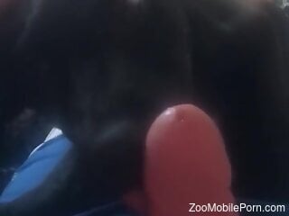 Close up bestiality blowjob with a black dog