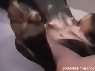 Curious doggie is licking balls of a zoophile