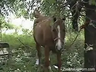 Zoophile is having rough zoo sex with a horse