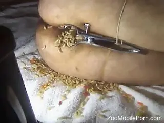 Zoophile is stuffing larvae inside his anal hole
