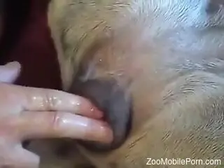 Zoophile awards his doggie with a creampie